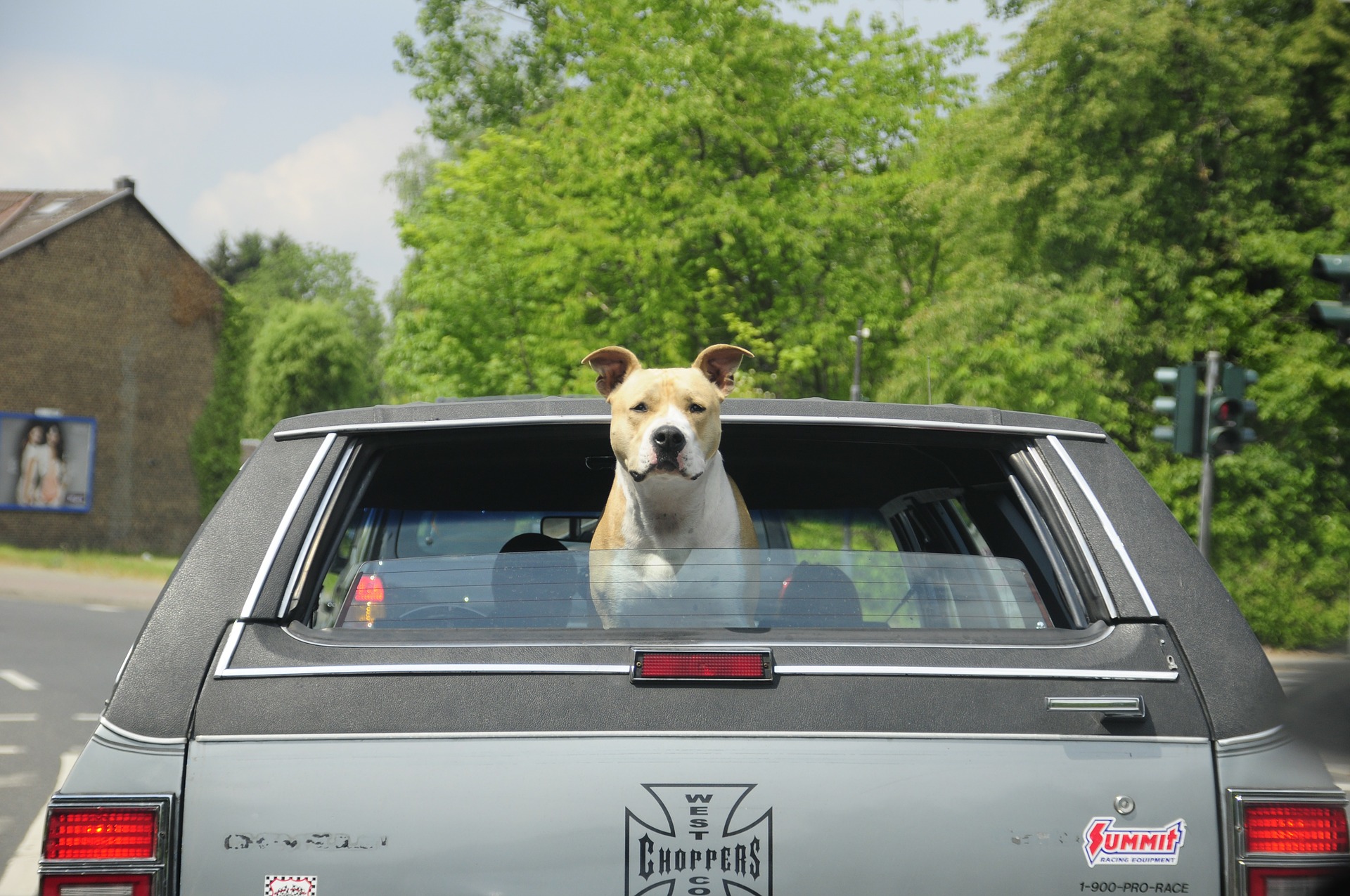 Dog-travel-car-trip