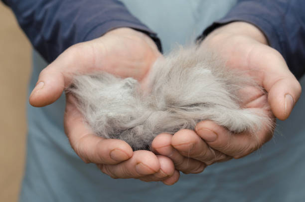 cat shedding