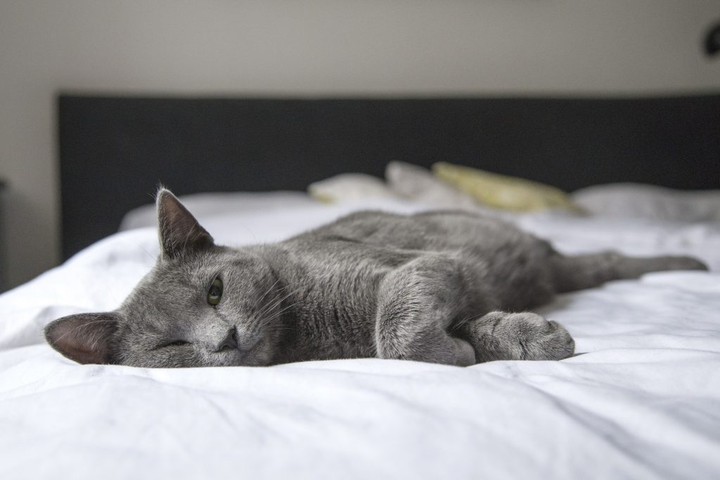 cat shedding
