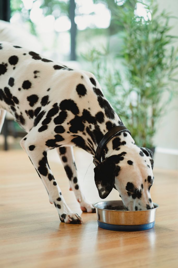 healthy dog treat recipes