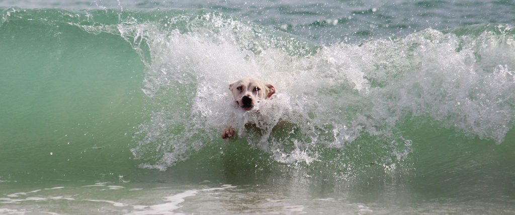 holidays with dogs