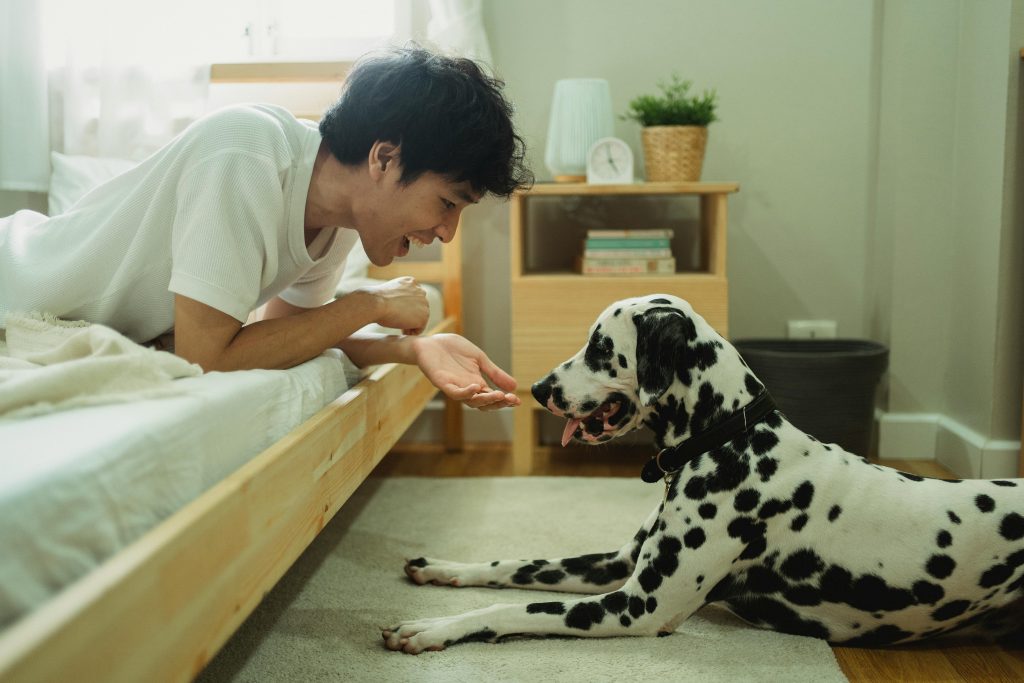 juegos perros
