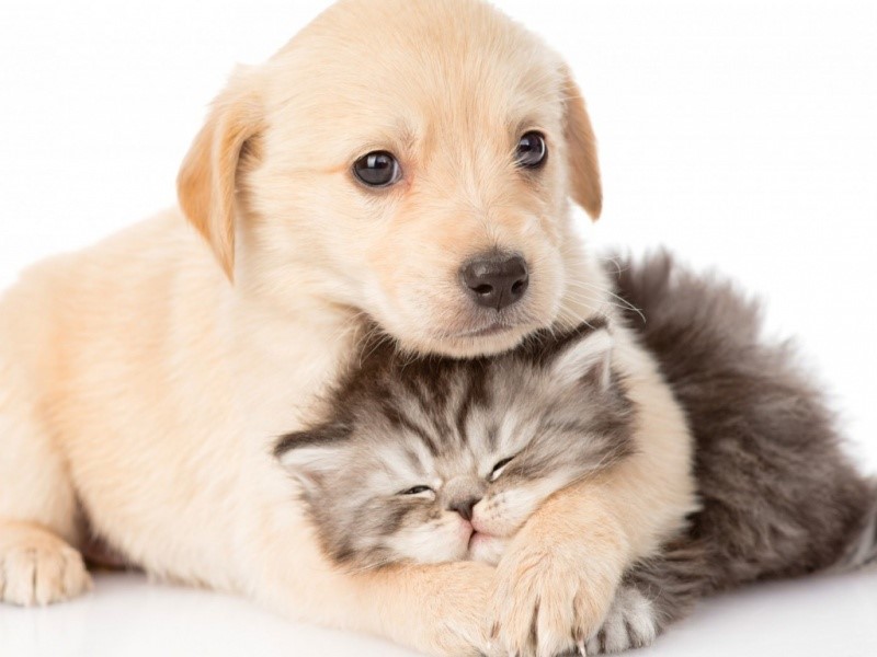 alimentos prohibidos para perros